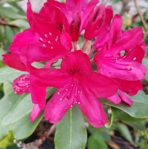 Meet your Posher, Wendy